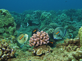 Pocillopora coral and Orange shoulder Tangs
